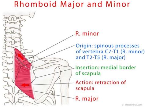 Rhomboid Major Minor Strain Spasm Pain Test Ehealthstar