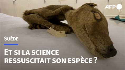 Ressusciter le tigre de Tasmanie Des scientifiques récupèrent l ARN d