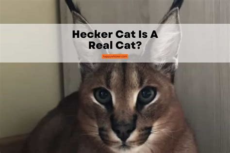 Hecker Cat From Beluga Cinematic Universe Is A Real Cat!