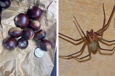 Comment Utiliser Les Marrons Contre Les Araign Es