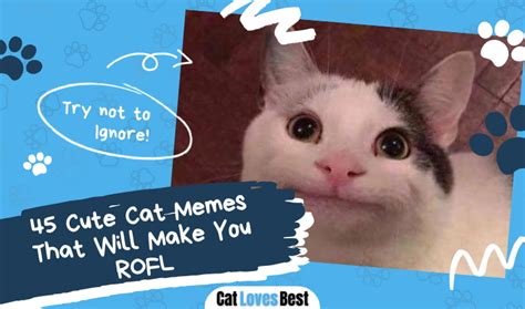 45 Cute Cat Memes That Will Make You ROFL