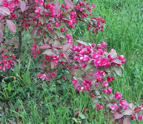 Яблоня декоративная скарлет malus toringo scarlett: фото, изображения и ...