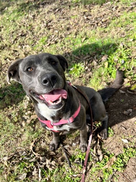 Dog For Adoption Maya A Blue Lacy And Labrador Retriever Mix In Uvalde