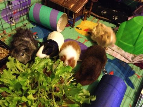 Unicorn Porn Say What