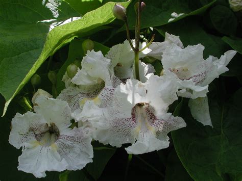 Flower Gallery Bignoniaceae Aaaa8373