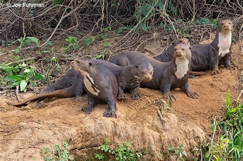 Giant River Otter Joe Fuhrman Photography