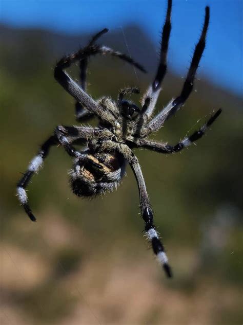 Spiders In Australia Ausemade