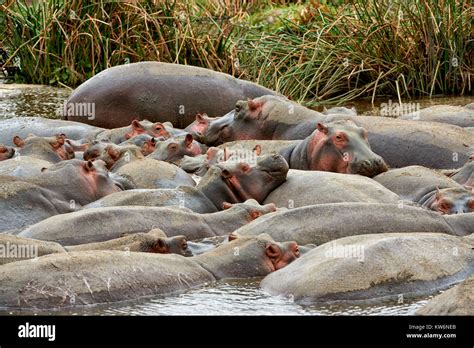 Hippopool In Landscape Of Ngorongoro Conservation Area Unesco World