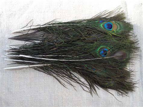 ♂ Paví ocasní pero: 25 cm