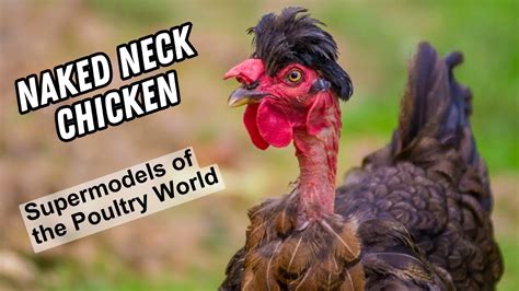 Naked Neck Chicken Chicken Turkey Turken Or Churkey Facts Info YouTube