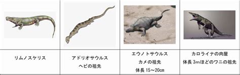 『生物の変遷と進化』第18回 両生類から爬虫類へ 奈良の鹿たち