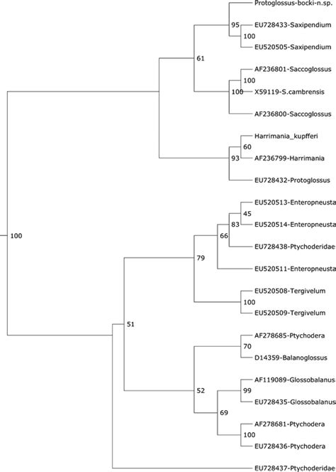 ️ Anatomy of balanoglossus. ANATOMY OF BALANOGLOSSUS. 2019-02-14