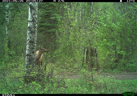 Caribou Habitat Gain & Loss : Wildlife Science Centre