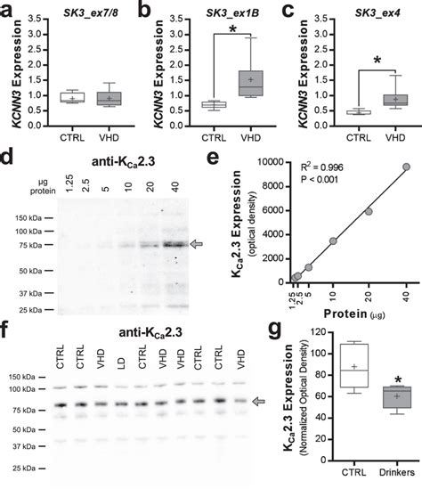 Adaptations in nucleus accumbens KCNN3 transcript and protein