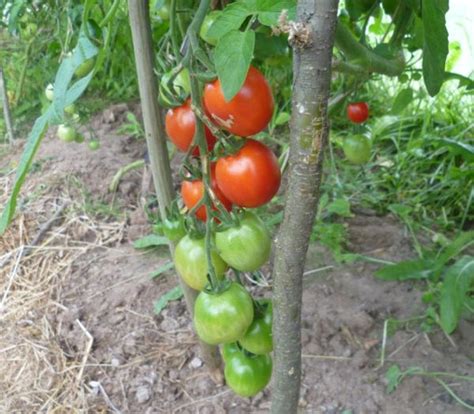 Помидоры Столыпин Фото – Telegraph