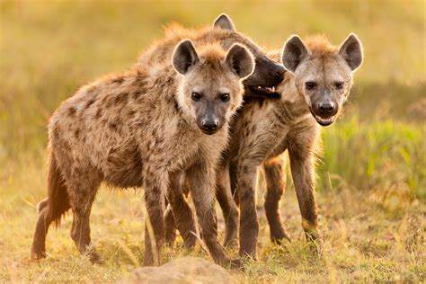 Hyenas have a bad rap—but they’re Africa’s most successful predator