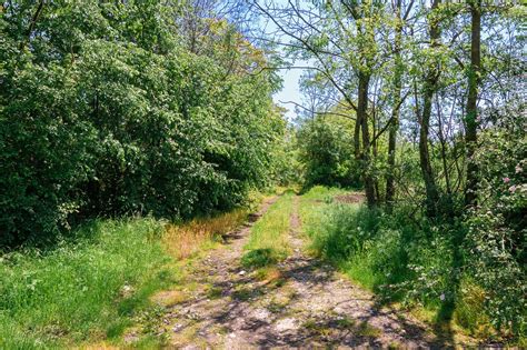 dirt road country forest  photo  pixabay pixabay