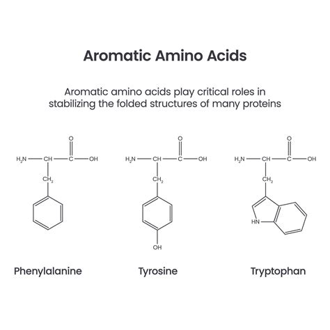 aromatic amino acids biochemistry science vector infographic