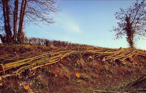 Hedgelaying Devon Hedgelayer England