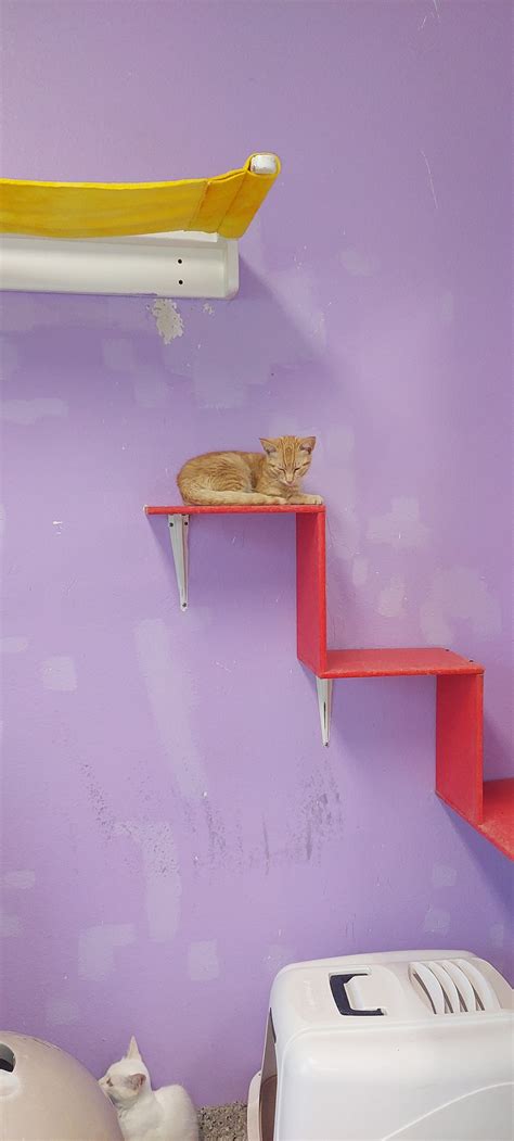 messymimi's meanderings: The Juvenile Room (Feline Friday), Friendly