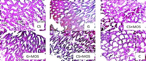 Speckled Shrimp Hepatopancreas Tissue Sections 10x H And E Download Scientific Diagram