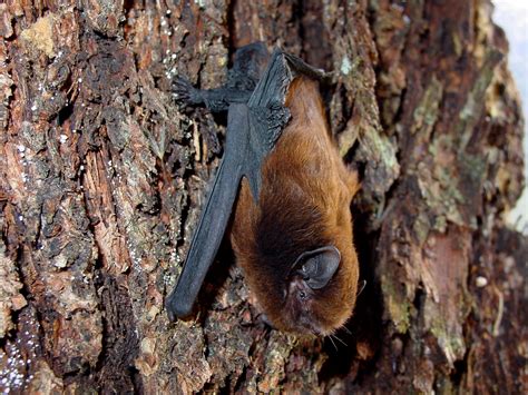 pekapeka long tailed bat wins bird   year canterbury maps