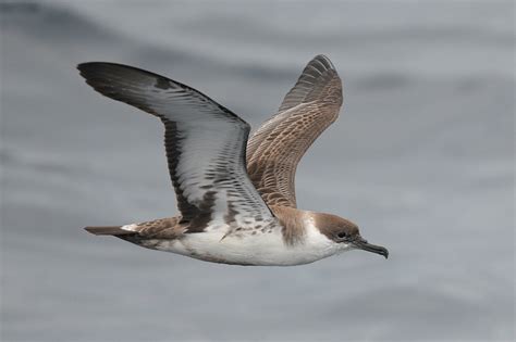 A Mighty Mariner The Great Shearwater Ocracoke Observer