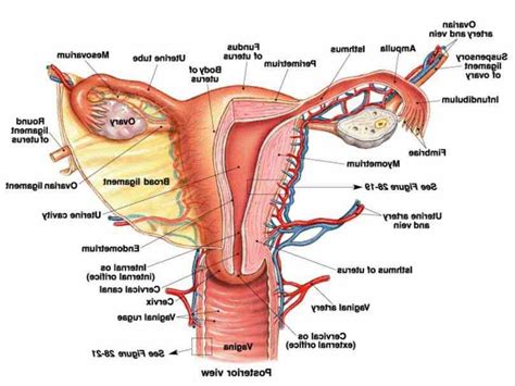 Anatomia De Uma Vagina FDPLEARN