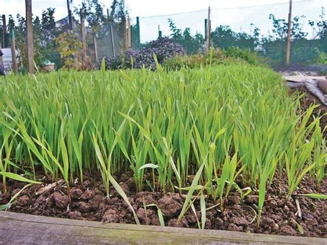 Рожь как сидерат: когда закапывать и сеять осеннее удобрение - Почва.нет