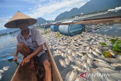 15 Ton Ikan Di Danau Maninjau Mati Ini Penyebabnya