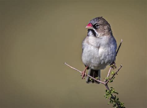 finches hd wallpapers