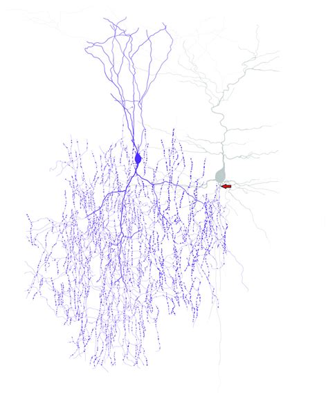 Chcs Have Unique Axonal Morphology And Innervate Pyramidal Neurons At