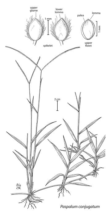 Open Herbarium Image Details