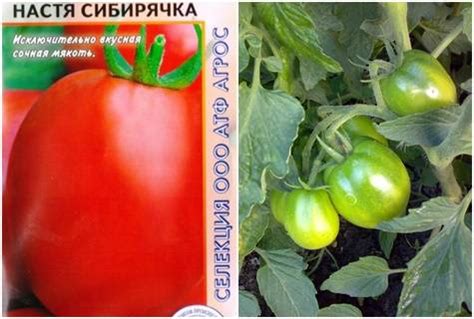 Томат Настя-сибирячка: характеристика и описание морозостойкого сорта с ...