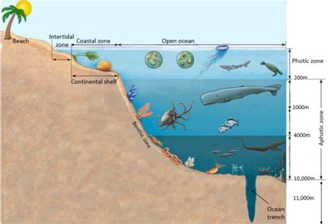 Chapters 3-6 Bio Flashcards Flashcards | Quizlet