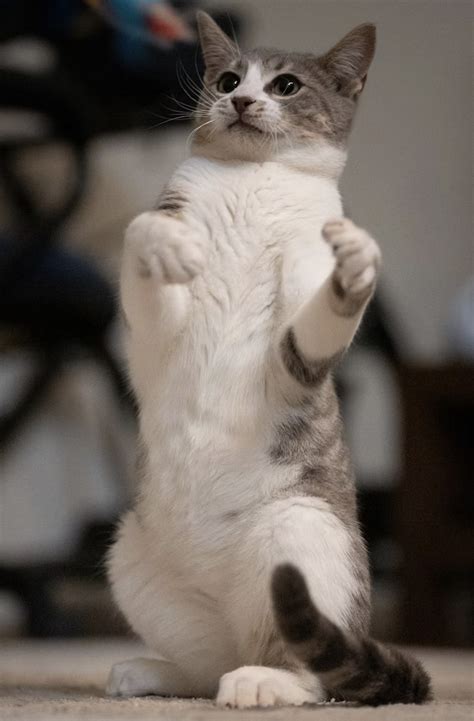 Links November 1 2025 Naked Capitalism Blog Nidoproject