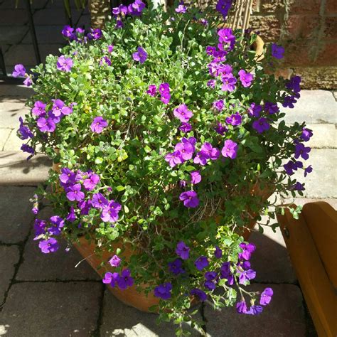 Обриета и лобелия (34 фото) » НА ДАЧЕ ФОТО