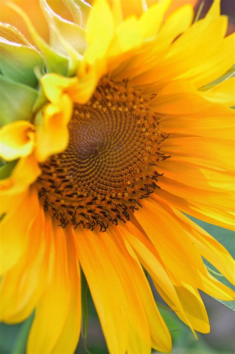 Kostenlose foto : Sonnenblume, Feld, schön, Gelb, Blumen, Natur ...