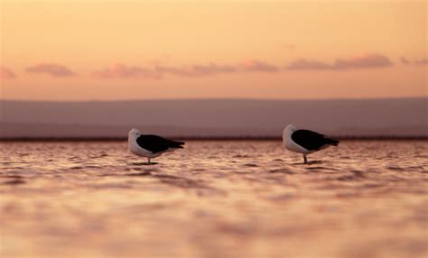 Kostenlose Foto V Gel Himmel Vogel Meer Wasser Schnabel Ruhig