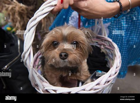 What Ever Happened To Toto Dog
