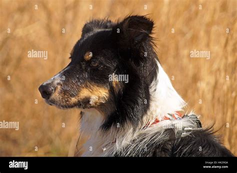 Tri color border collie hi-res stock photography and images - Alamy