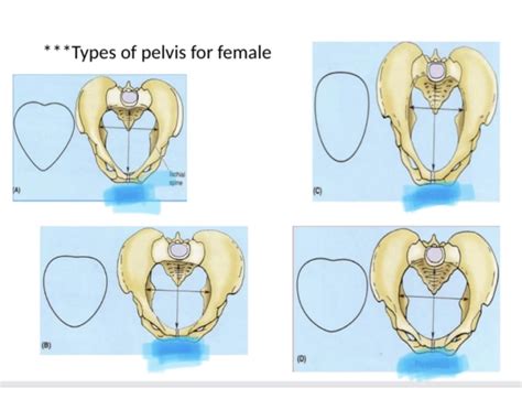types  pelvis  female quiz