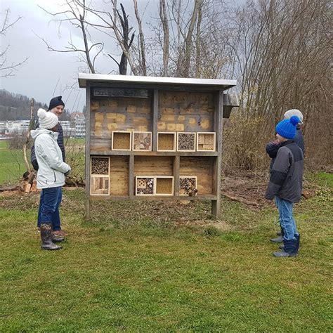 Projekt Wildbienen Balger Natur Umwelt Und Naturschutz Im Rheintal