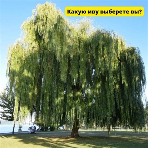 А что есть разные сорта? Да!!!! Ива ползучая Грин Карпет - сочетается с ...