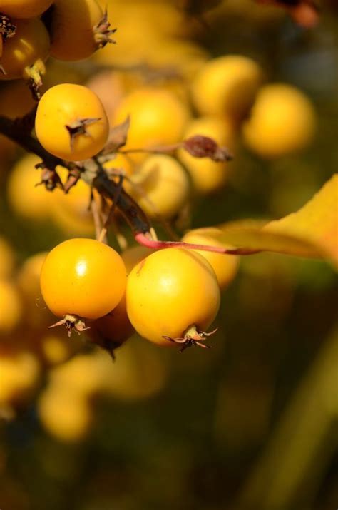 ripe yellow tomatoes   vine fresh yellow berries
