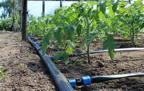 Капельное орошение на участке: преимущества установки системы