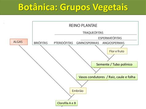 Vegetais Do Grupo A - Vegetais Grupo A B E C - RETOEDU