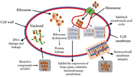 Molecules Free Full Text Antibacterial Activity And Mechanism Of