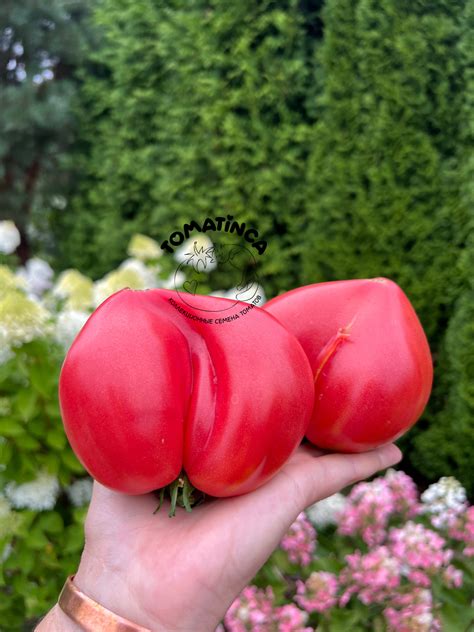 Шурики – Tomatinсa.ru