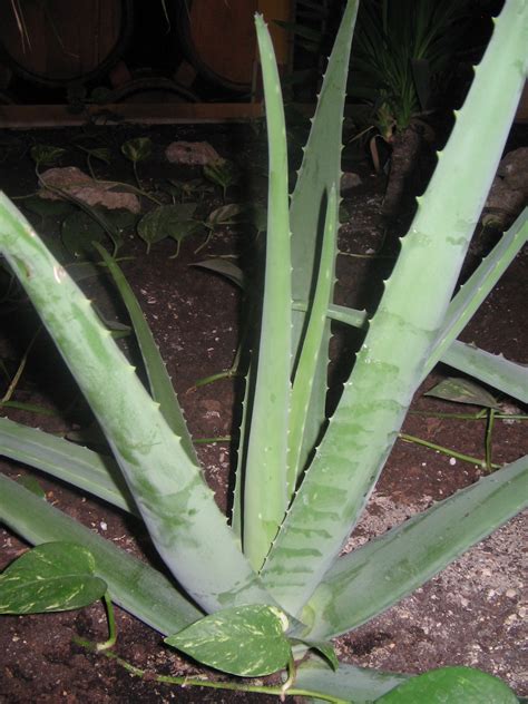 LAS BUENAS IDEAS Y TRUCOS PARA EL HOGAR.: Plantas para sombra.